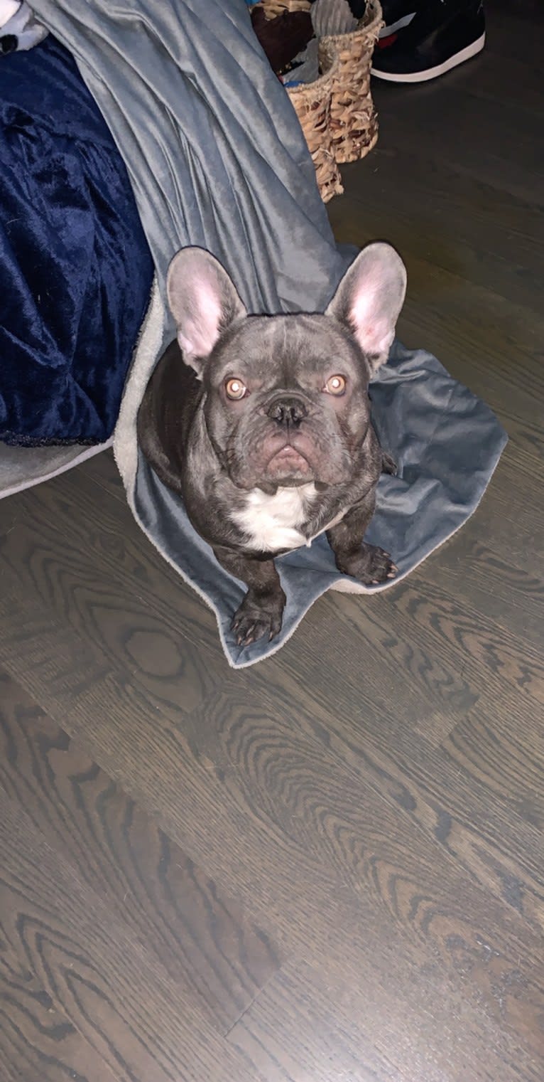 Nardo, a French Bulldog tested with EmbarkVet.com