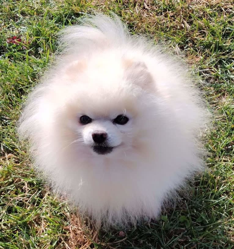 Avalanche, a Pomeranian tested with EmbarkVet.com