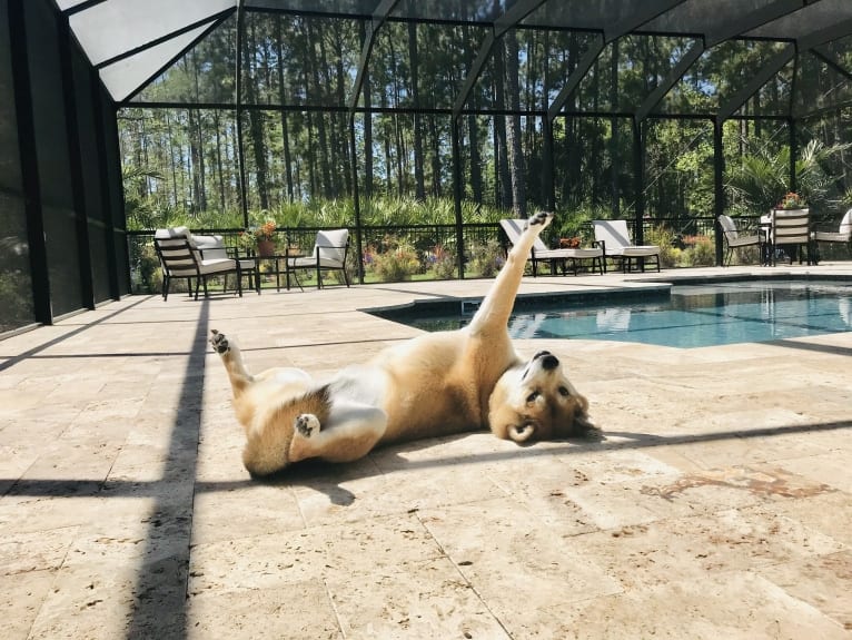 Tyler, a Shiba Inu tested with EmbarkVet.com