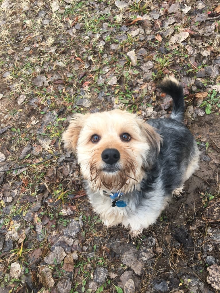 Bowii, a Yorkshire Terrier and Beagle mix tested with EmbarkVet.com