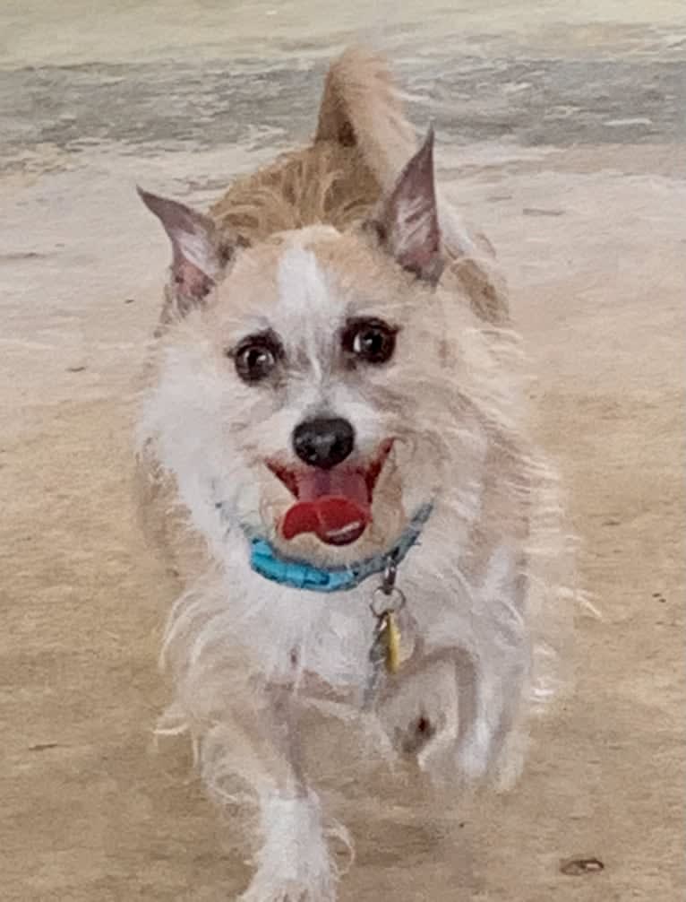 Rascal, a Chihuahua and Poodle (Small) mix tested with EmbarkVet.com