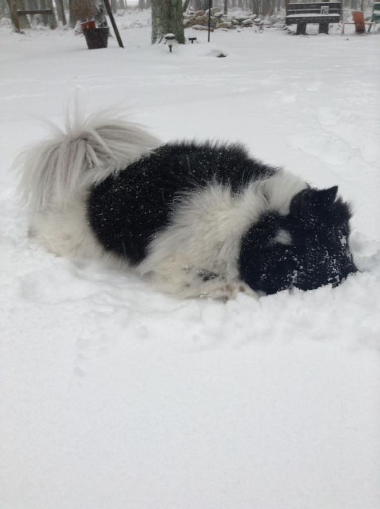 Piper, an American Eskimo Dog and Pomeranian mix tested with EmbarkVet.com