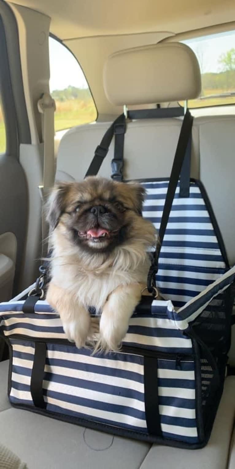 Harley, a Pekingese tested with EmbarkVet.com