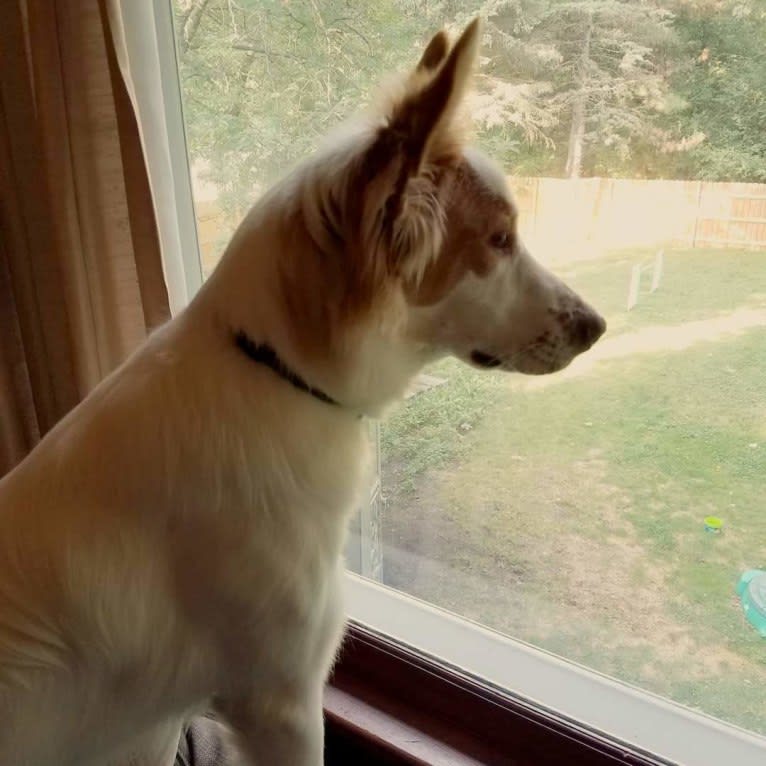 Gambit, a German Shepherd Dog and American Pit Bull Terrier mix tested with EmbarkVet.com