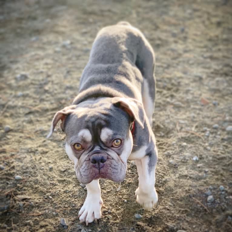 Hank, a French Bulldog tested with EmbarkVet.com