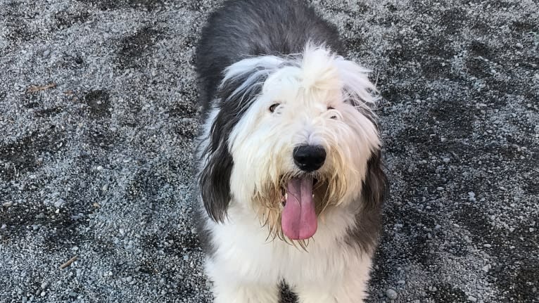 Winston, an Old English Sheepdog tested with EmbarkVet.com