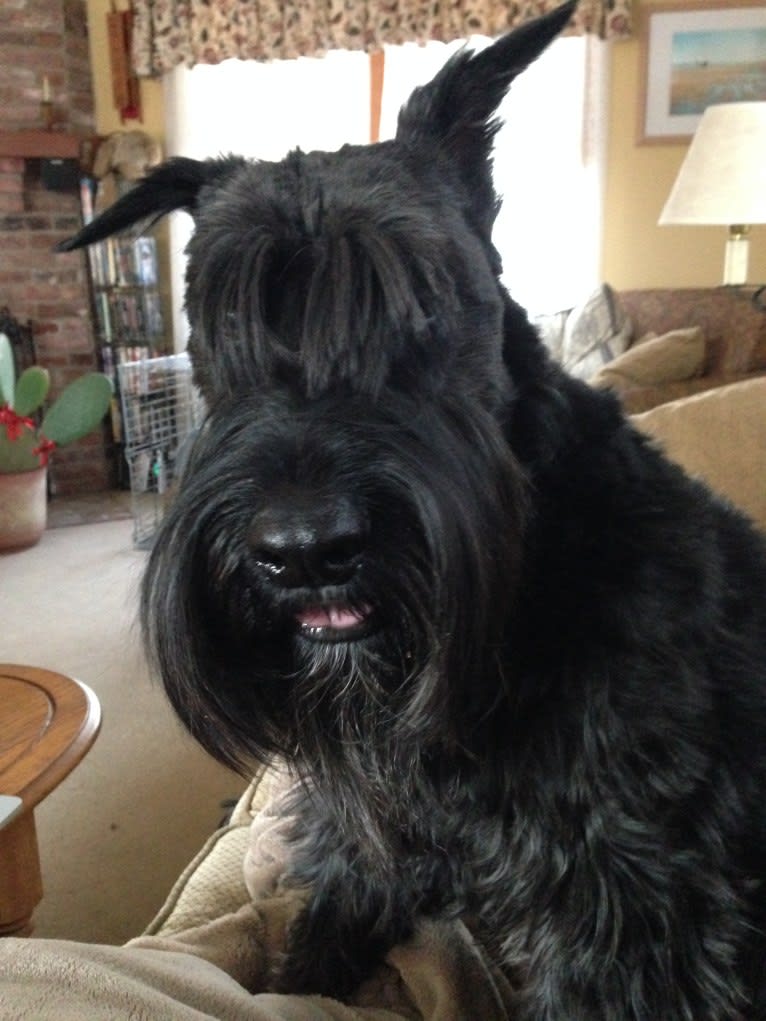 Seamus, a Standard Schnauzer tested with EmbarkVet.com