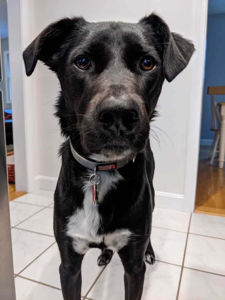 Kopa, an Australian Shepherd and American Pit Bull Terrier mix tested with EmbarkVet.com