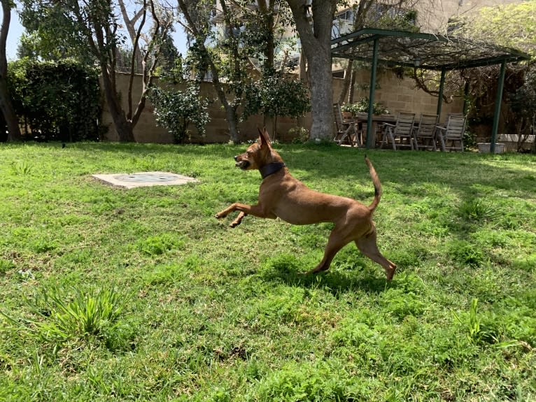 Phoebe, an European Village Dog and Miniature Pinscher mix tested with EmbarkVet.com