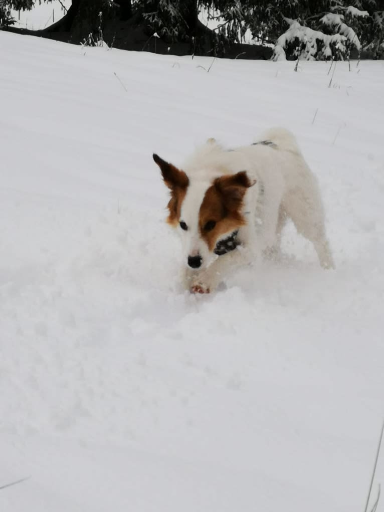 Miles, an Eastern European Village Dog tested with EmbarkVet.com