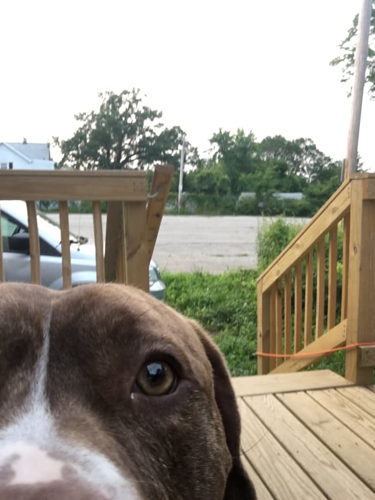 Kingston, an American Bulldog and Perro de Presa Canario mix tested with EmbarkVet.com