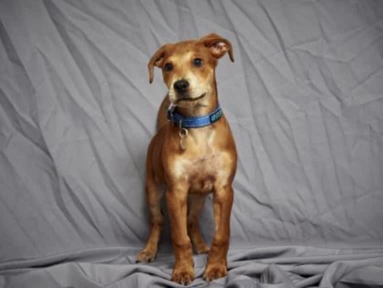 Cooper, an American Pit Bull Terrier and Boxer mix tested with EmbarkVet.com