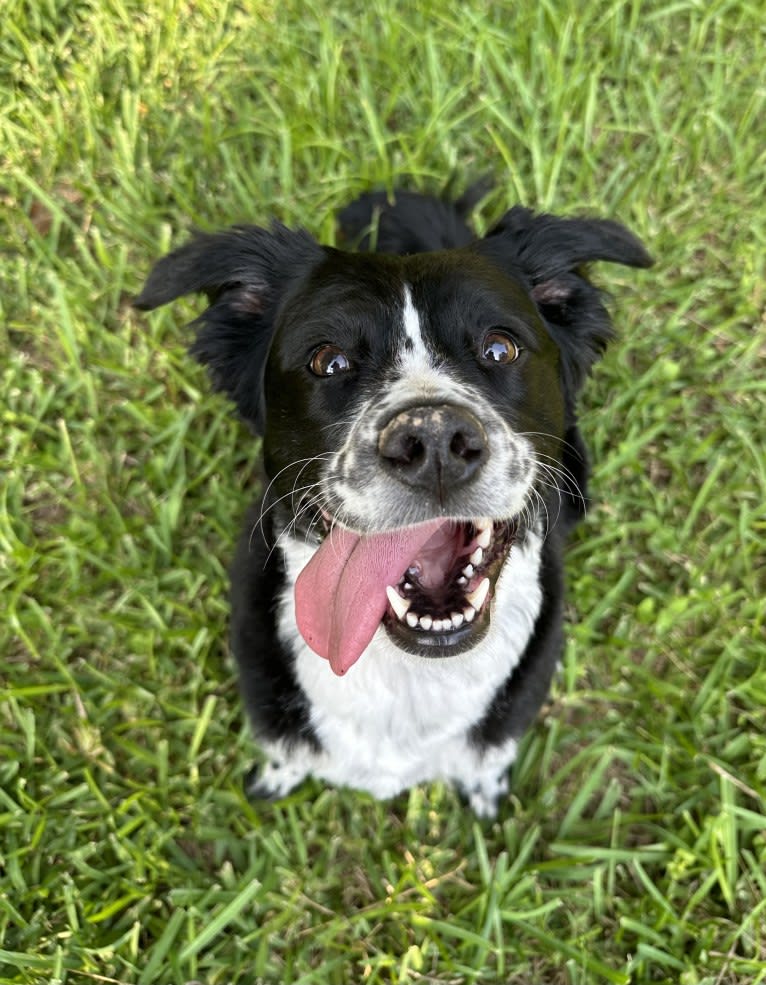 Juju, an Australian Cattle Dog and Poodle (Small) mix tested with EmbarkVet.com