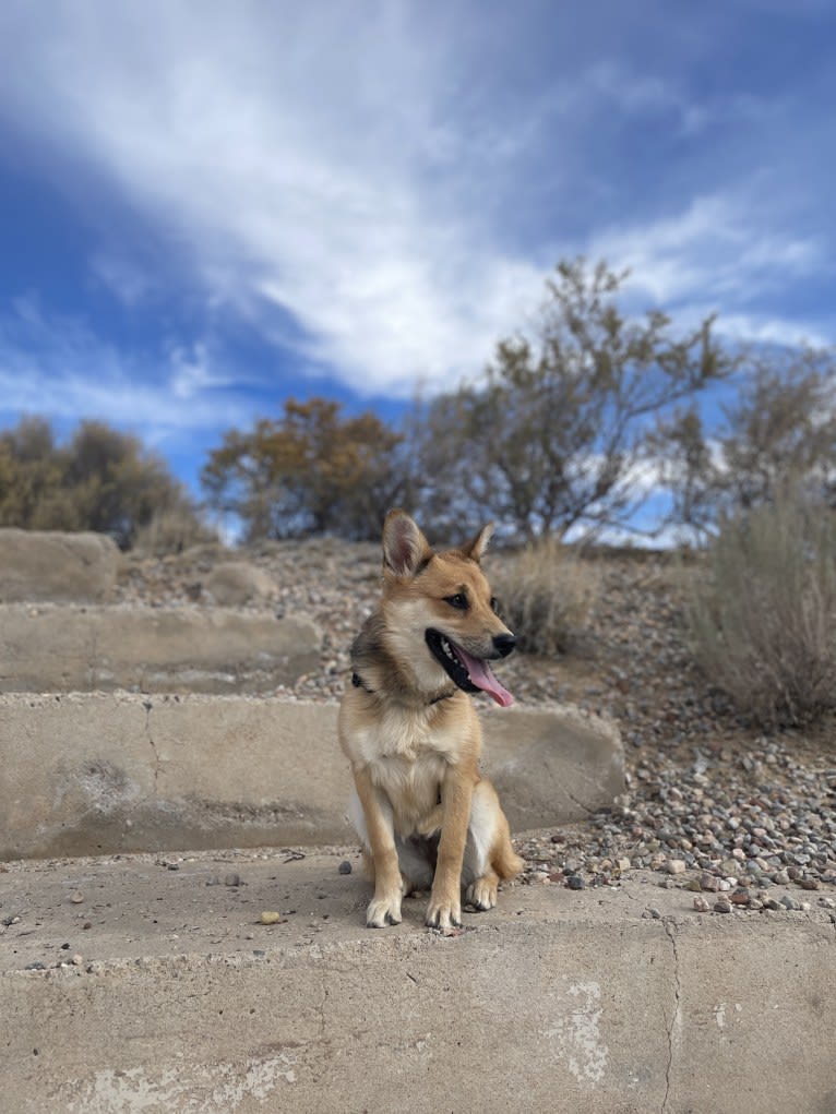Athena, a Chow Chow and Australian Cattle Dog mix tested with EmbarkVet.com