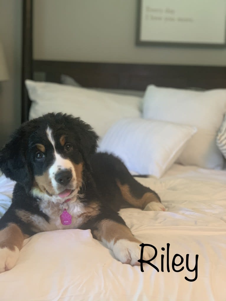 Riley, a Bernese Mountain Dog tested with EmbarkVet.com