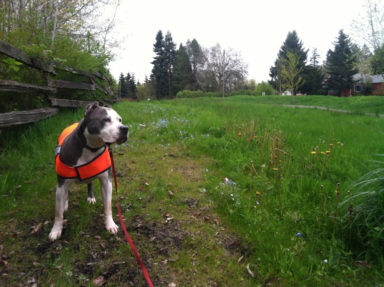 Linda, an American Staffordshire Terrier tested with EmbarkVet.com