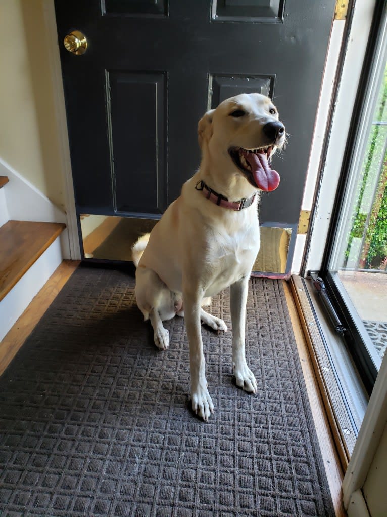 Charlie Allie, a Great Pyrenees and American Pit Bull Terrier mix tested with EmbarkVet.com