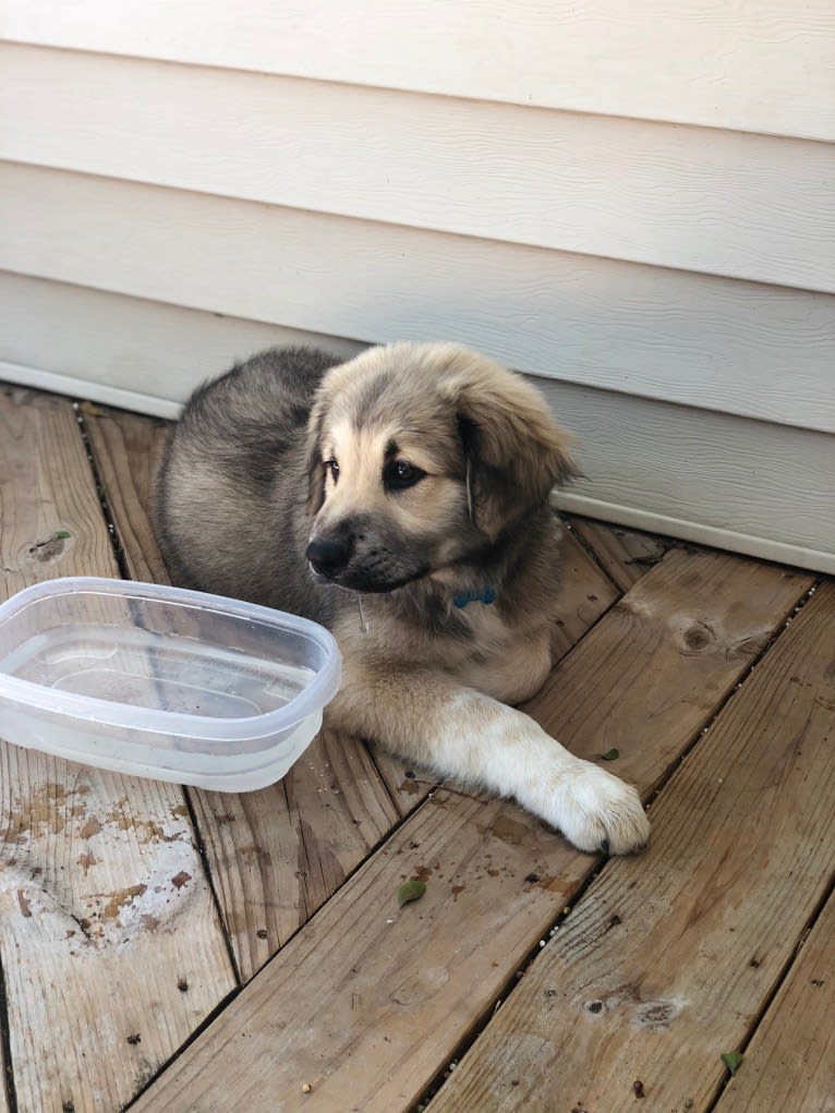 Waylon, a Great Pyrenees and Chow Chow mix tested with EmbarkVet.com