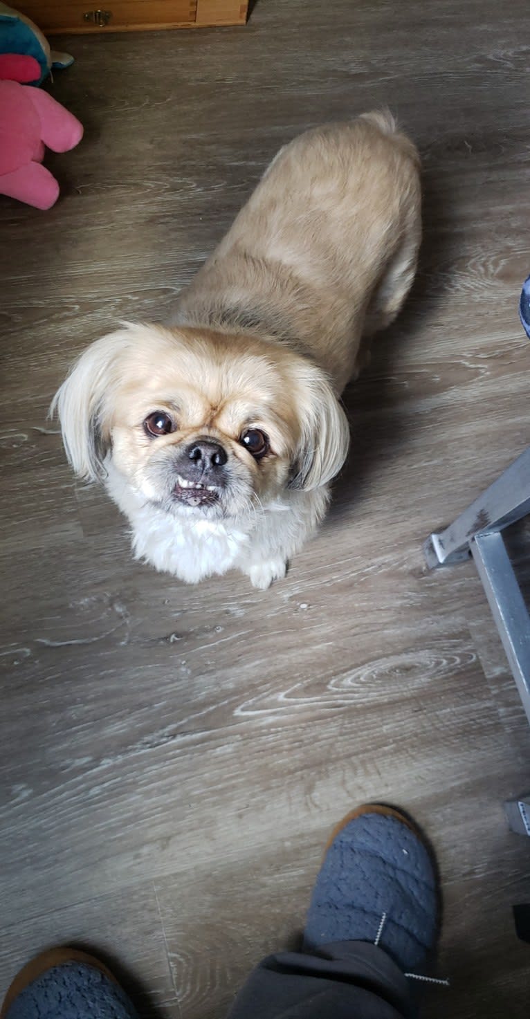 Ginger, a Pekingese tested with EmbarkVet.com