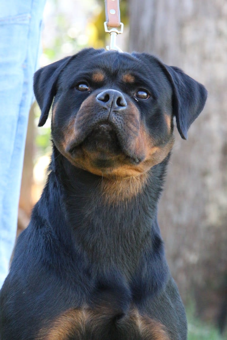 Cali de Knueve Hispania, a Rottweiler tested with EmbarkVet.com