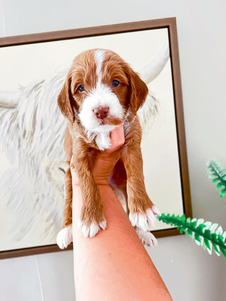 Hogan, a Goldendoodle tested with EmbarkVet.com