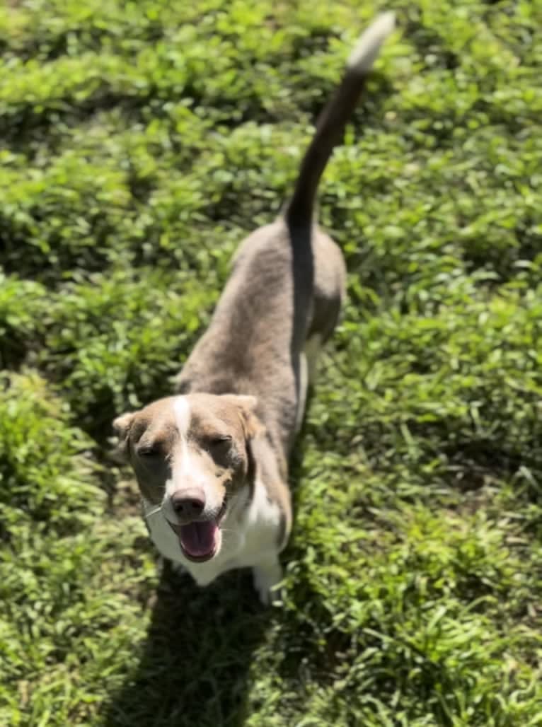 Mary, a Chihuahua and Rat Terrier mix tested with EmbarkVet.com