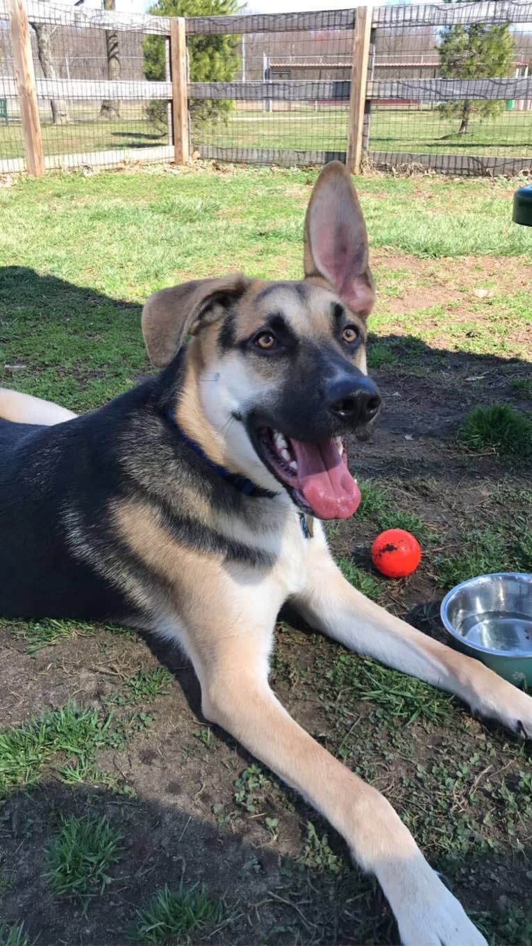 Riley, a German Shepherd Dog and American Pit Bull Terrier mix tested with EmbarkVet.com