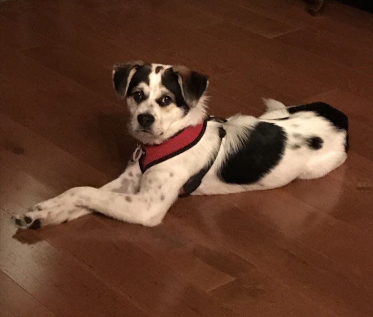 Sonny Boy, a Chinese Village Dog and Pekingese mix tested with EmbarkVet.com