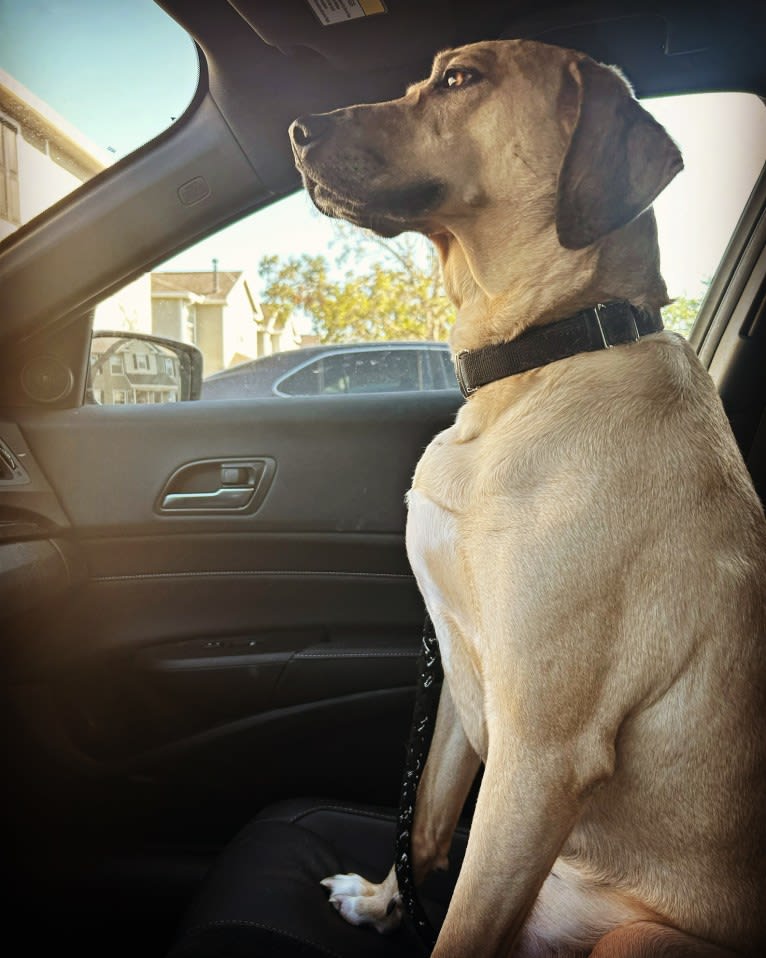 Chance, a Catahoula Leopard Dog and American Pit Bull Terrier mix tested with EmbarkVet.com