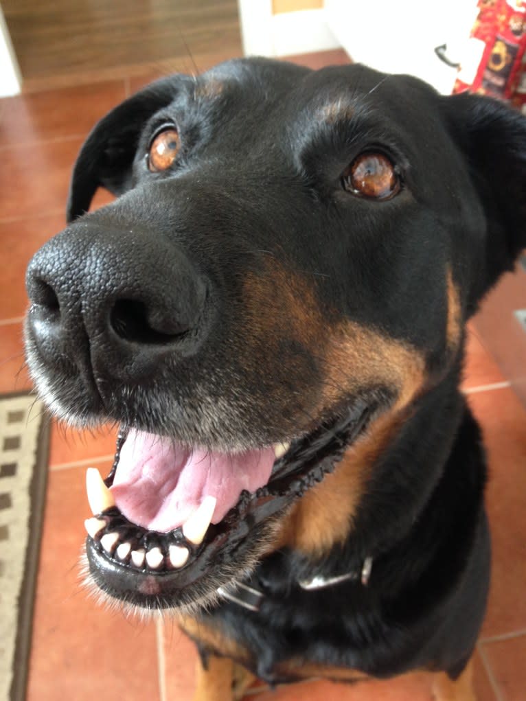 Prim (AKA #bestdogever), a Rottweiler and Labrador Retriever mix tested with EmbarkVet.com