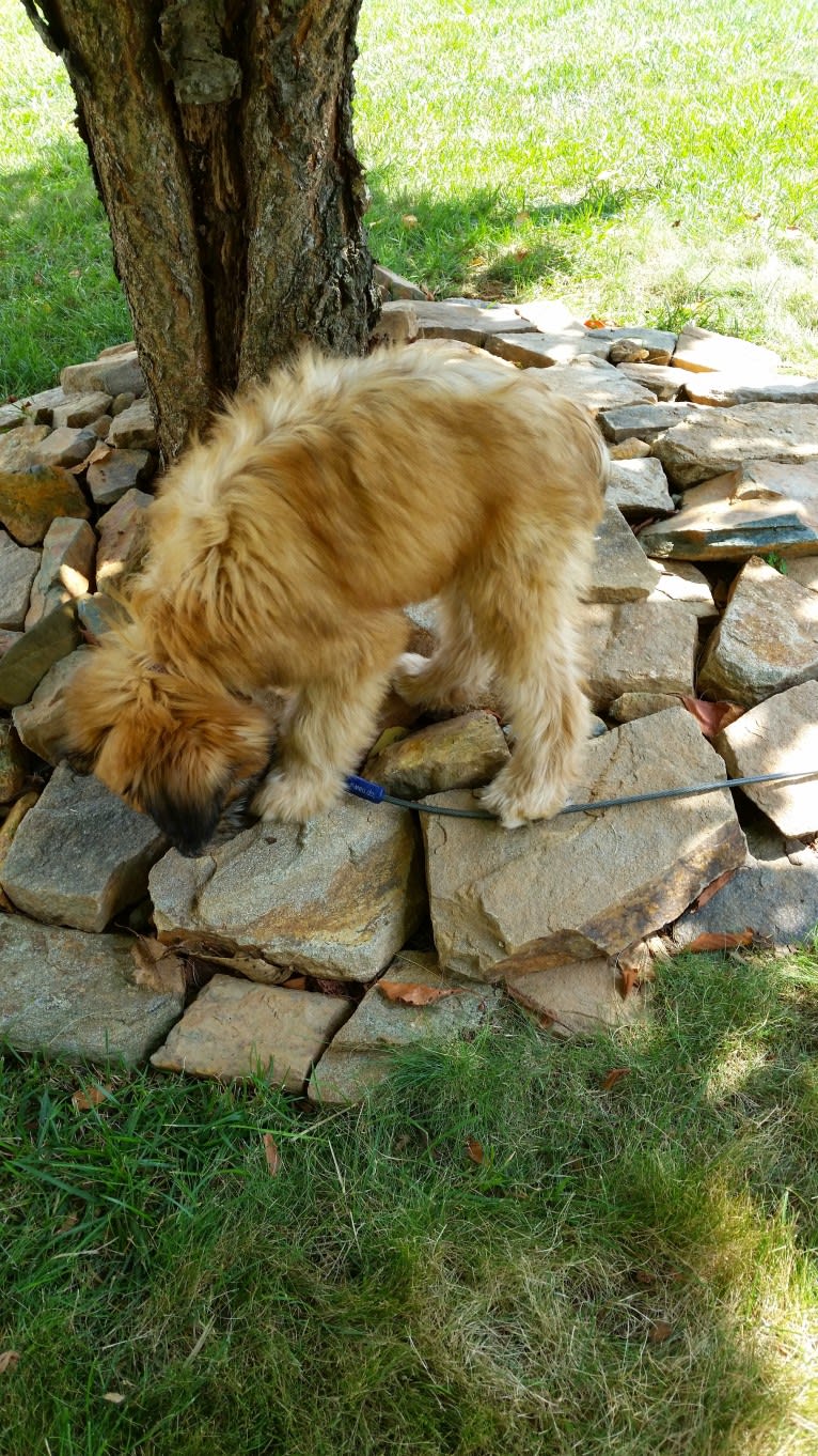 Desmond, a Soft Coated Wheaten Terrier tested with EmbarkVet.com