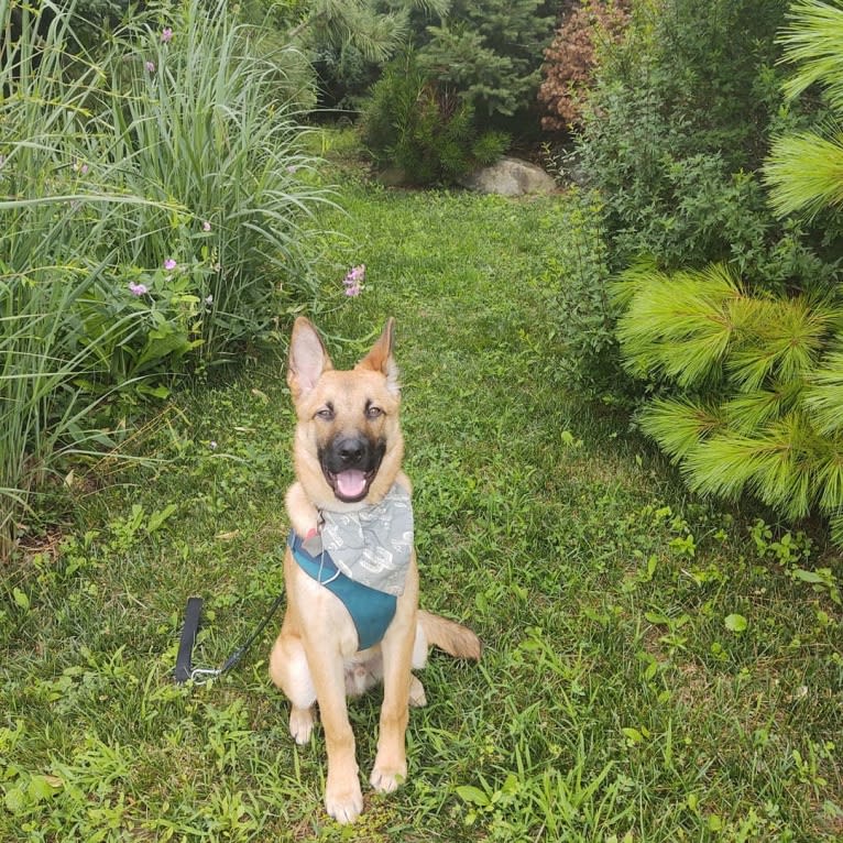 Everhett, a German Shepherd Dog and Australian Cattle Dog mix tested with EmbarkVet.com