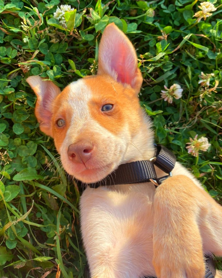 Lou, an Australian Cattle Dog and Australian Shepherd mix tested with EmbarkVet.com