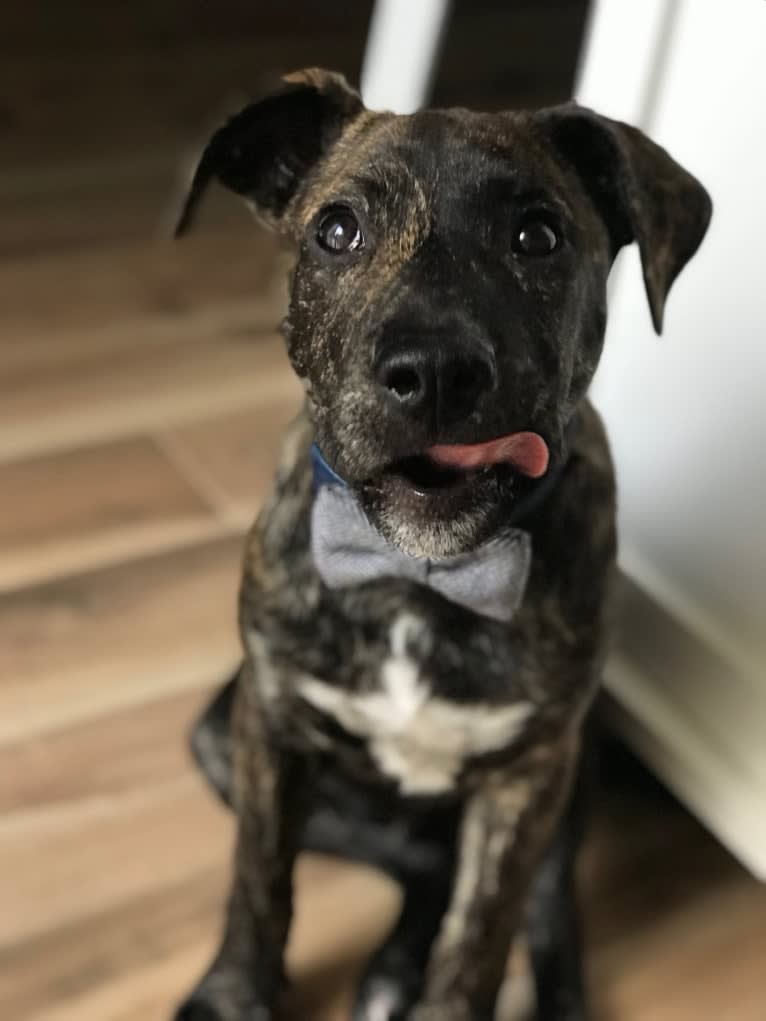 Ragu, an American Pit Bull Terrier and Siberian Husky mix tested with EmbarkVet.com