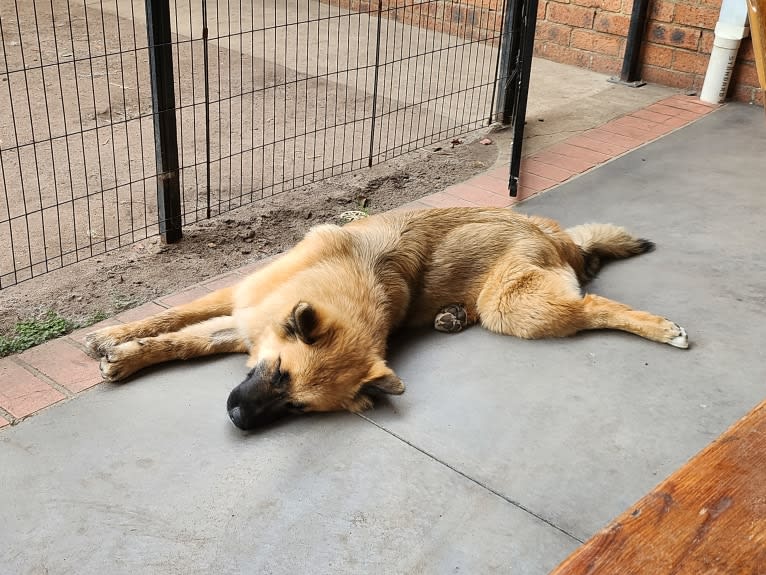 Tinos, a German Shepherd Dog and Alaskan Malamute mix tested with EmbarkVet.com