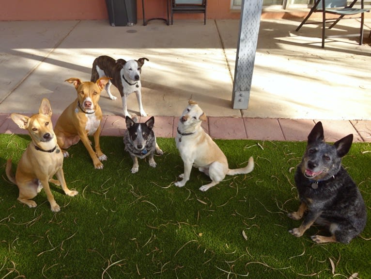 Bean, a Chow Chow and Chihuahua mix tested with EmbarkVet.com