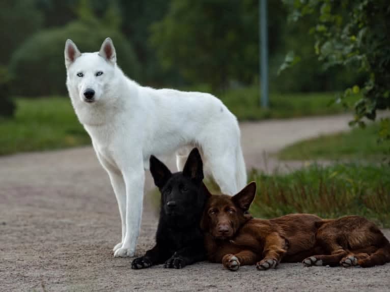DEMON, a Gerberian Shepsky (5.0% unresolved) tested with EmbarkVet.com