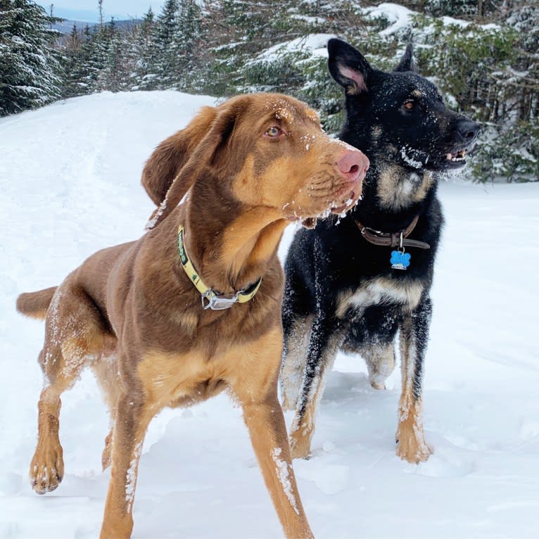 Abe, a Bloodhound and Labrador Retriever mix tested with EmbarkVet.com