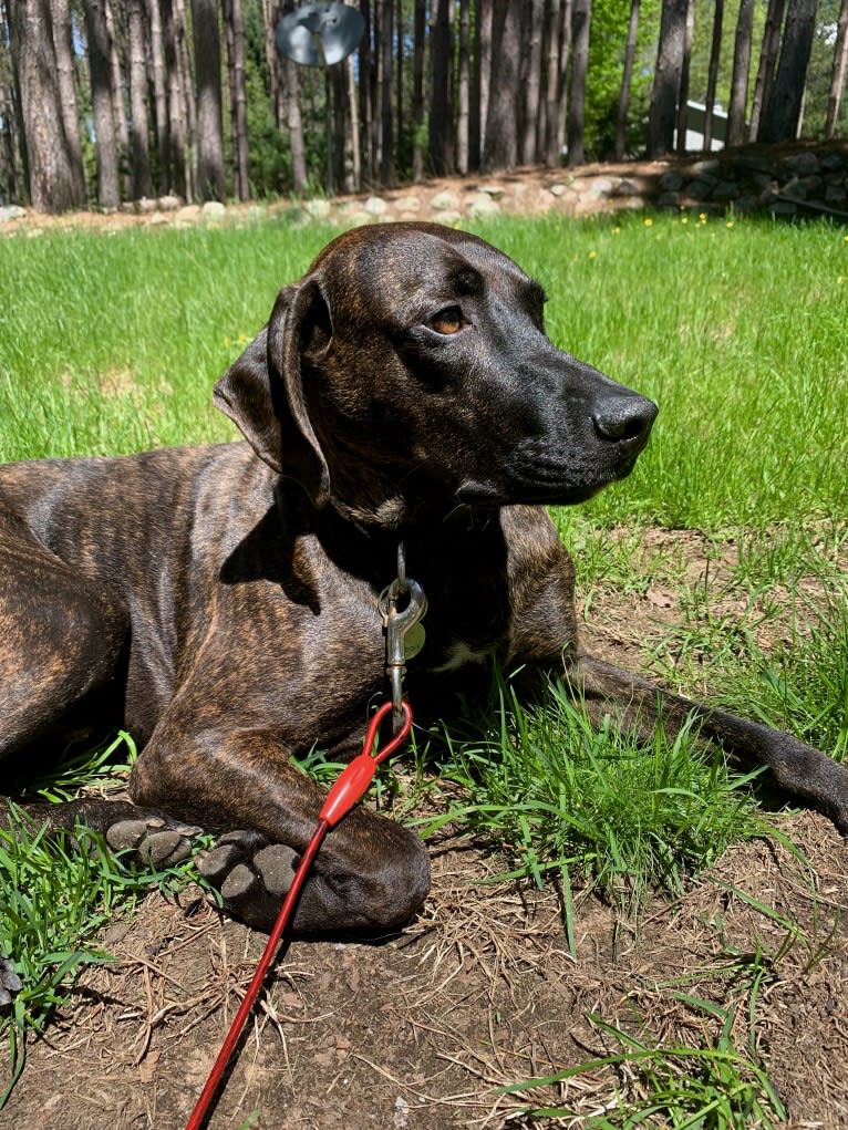 Braxton, a Mountain Cur tested with EmbarkVet.com