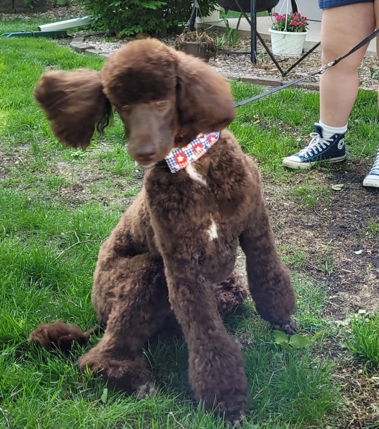 Dewy, a Poodle (Standard) tested with EmbarkVet.com