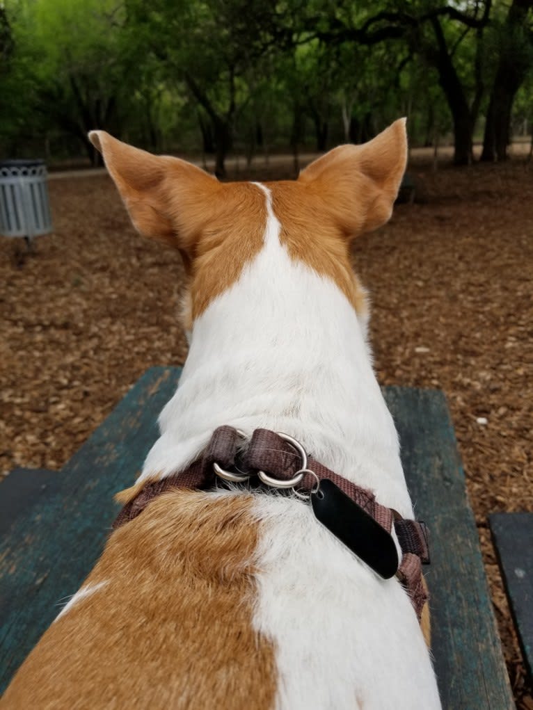 Jax, a Rat Terrier and Toy Fox Terrier mix tested with EmbarkVet.com