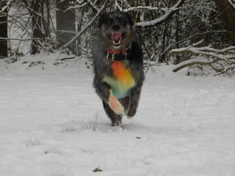 Dakota, an Australian Shepherd tested with EmbarkVet.com