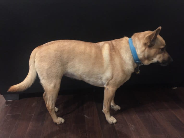 Bree, a Chow Chow and Australian Cattle Dog mix tested with EmbarkVet.com