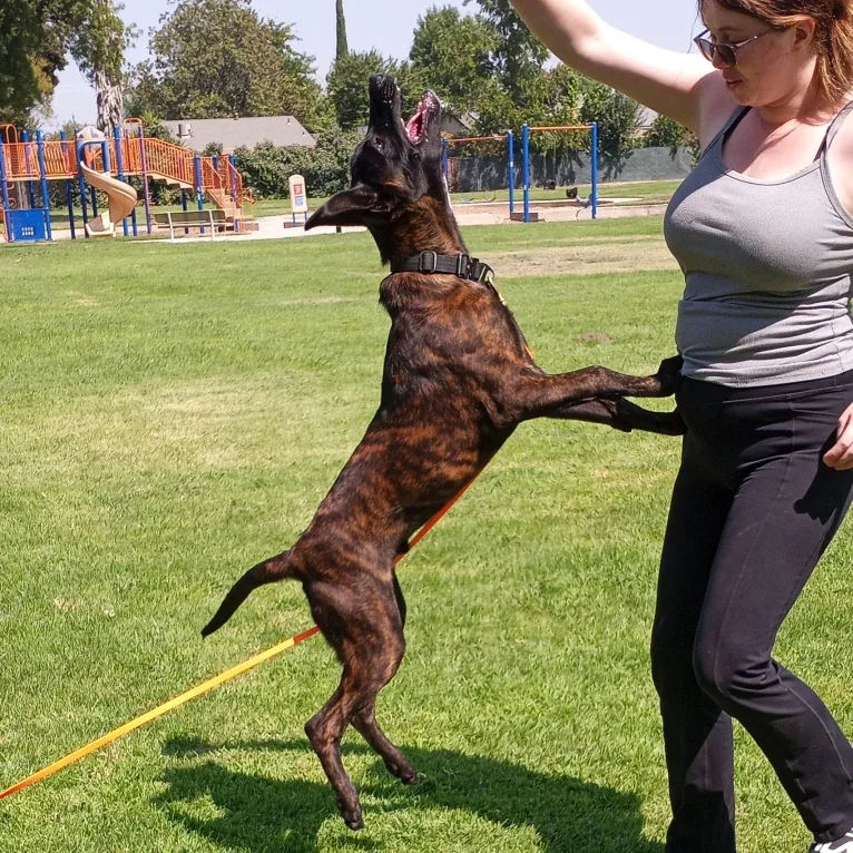 Static, a Dutch Shepherd tested with EmbarkVet.com