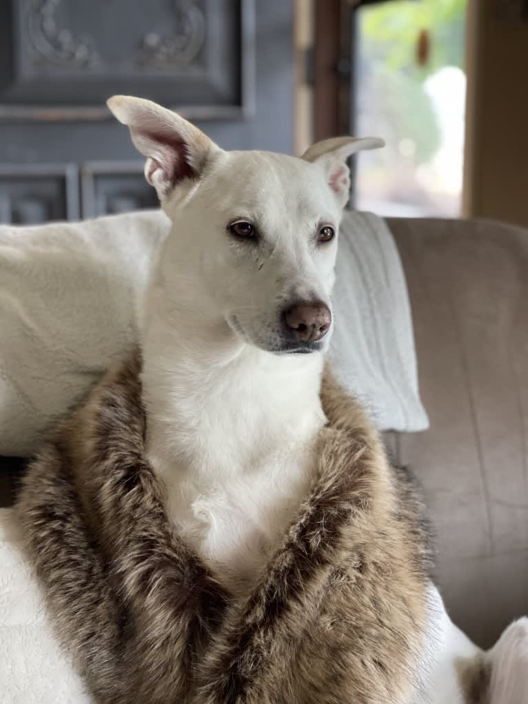 Darwin, a Chow Chow and Labrador Retriever mix tested with EmbarkVet.com