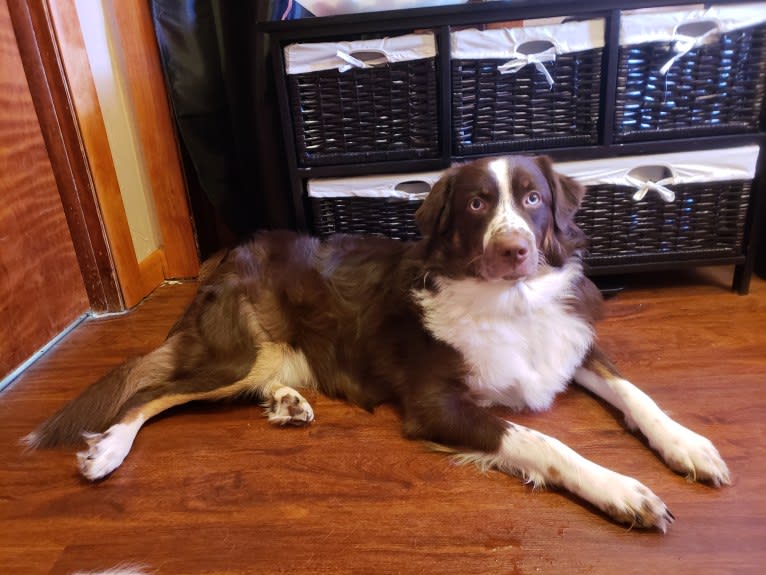 Jericho, an Australian Shepherd tested with EmbarkVet.com