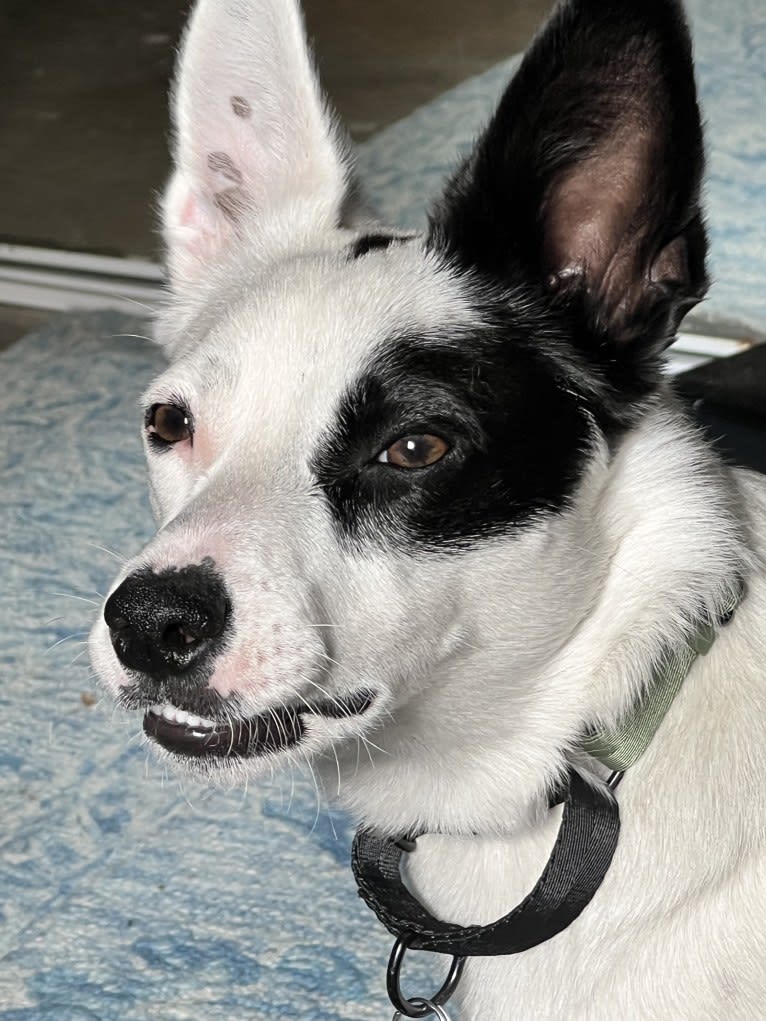 Luke Skywalker, an Australian Cattle Dog and Rat Terrier mix tested with EmbarkVet.com
