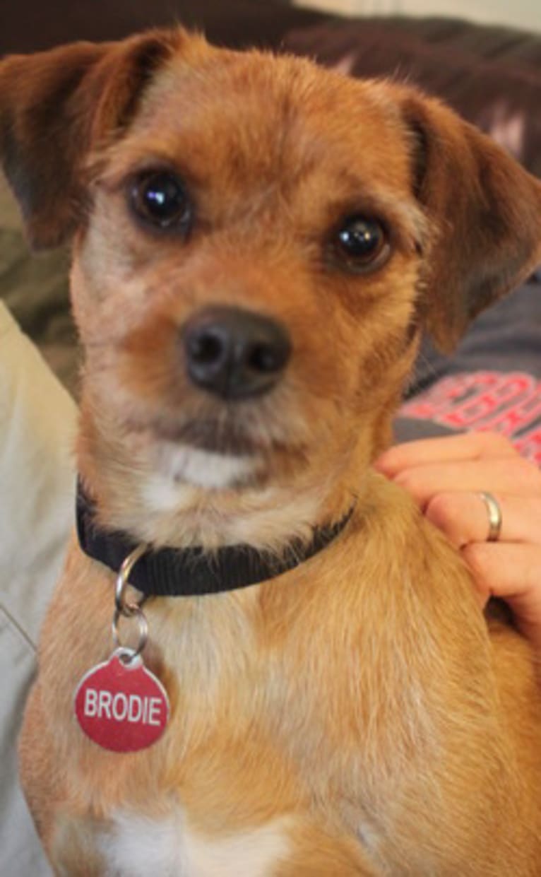 Brodie, a Miniature Pinscher and Shih Tzu mix tested with EmbarkVet.com