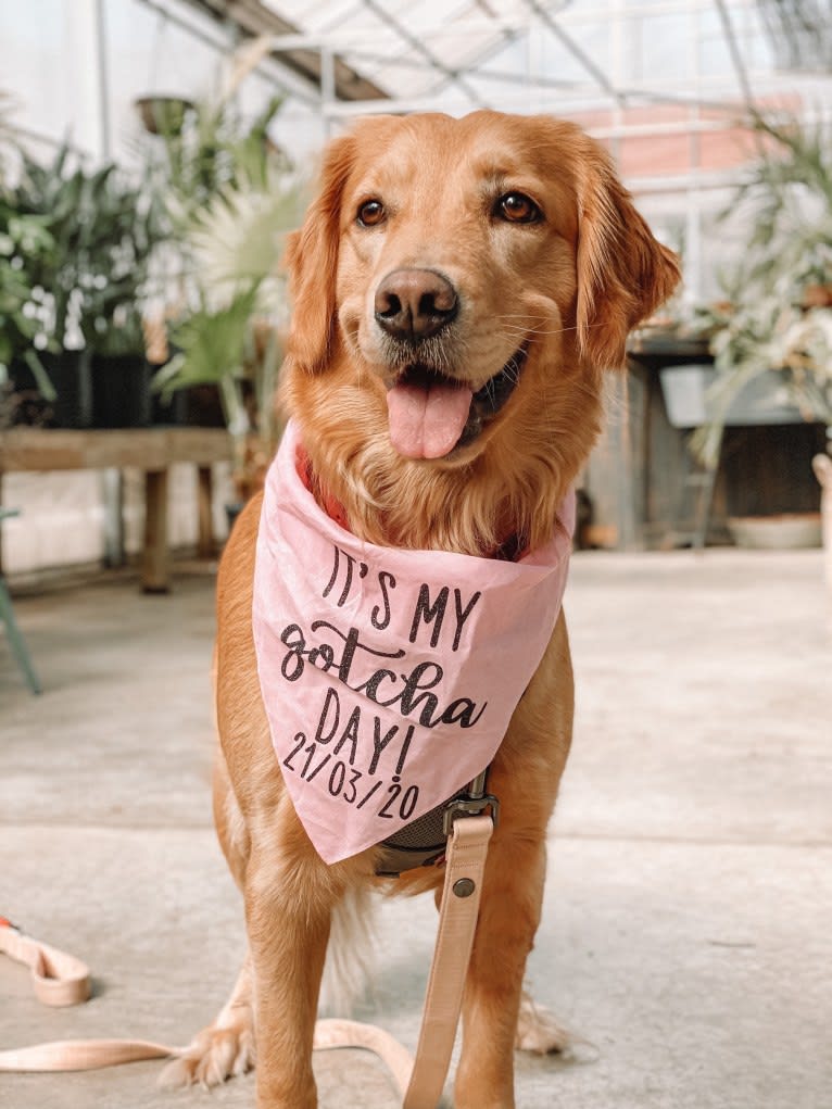 Marley, a Golden Retriever tested with EmbarkVet.com