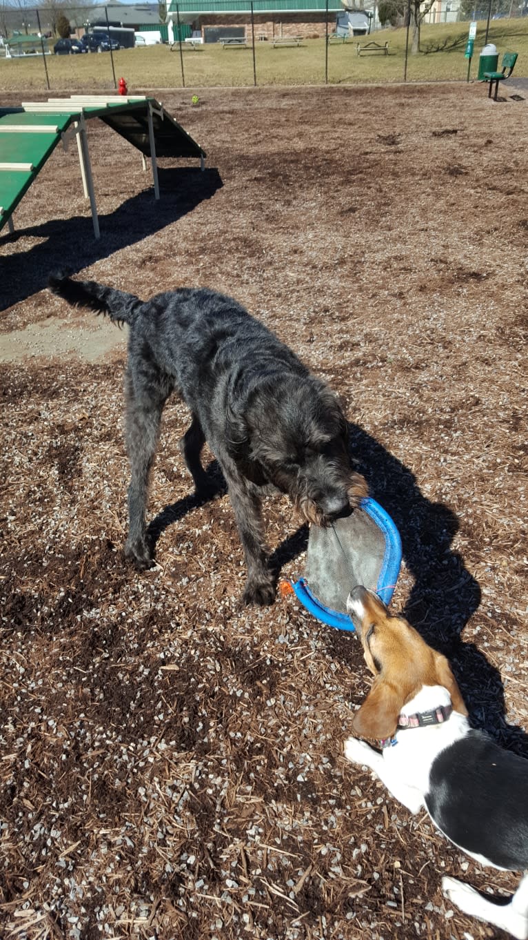 Freckles, a Beagle and German Shepherd Dog mix tested with EmbarkVet.com